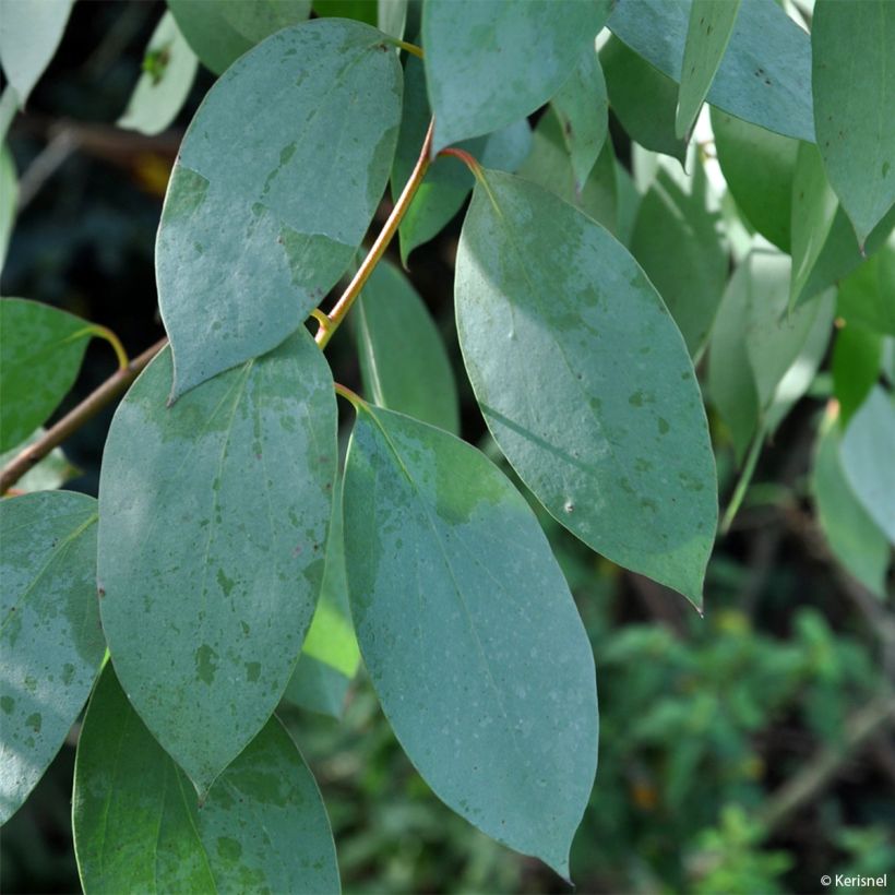 Eucalyptus stellulata (Laub)