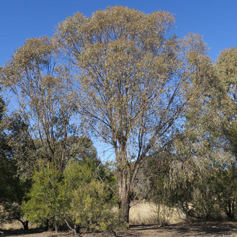 Eucalyptus stellulata Kiandra (Hafen)