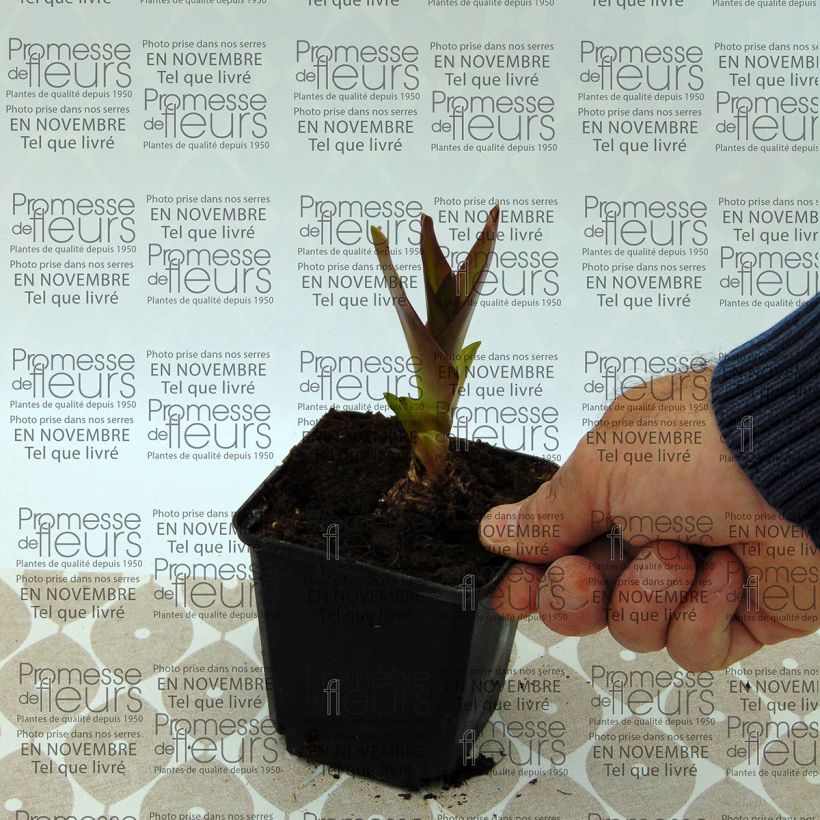 Beispiel eines Exemplars von Eucomis humilis Twinkle Stars - Schopflilie Zwiebel Kaliber/Größe 14+ wie geliefert