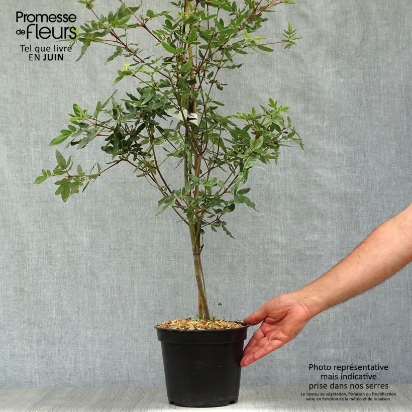 Exemplar von Eucryphia moorei - Eucryphie Topf mit 4L/5L wie im Sommer geliefert