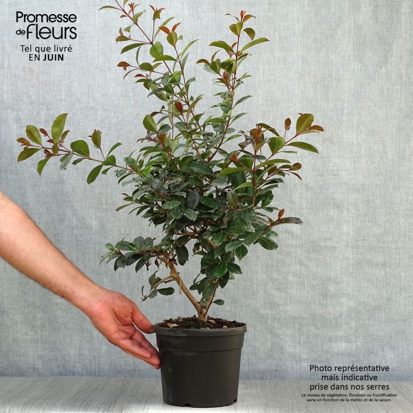 Exemplar von Eugenia uniflora Etna Fire - Eugenie Topf mit 3L/4L wie im Sommer geliefert