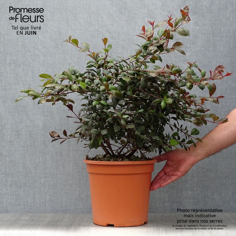 Exemplar von Eugenia uniflora Etna Fire - Eugenie Topf mit 7,5L/10L wie im Sommer geliefert