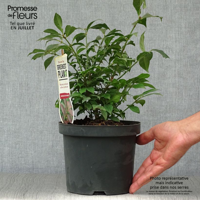 Exemplar von Euonymus alatus Compactus - Pfaffenhütchen Topf mit 2L/3L wie im Sommer geliefert