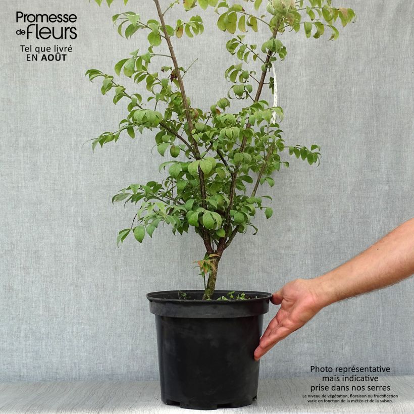 Exemplar von Euonymus alatus Compactus - Pfaffenhütchen Topf mit 7,5L/10L wie im Sommer geliefert