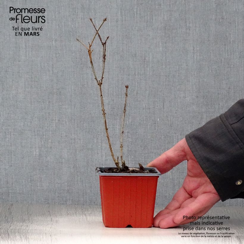 Exemplar von Euonymus alatus - Pfaffenhütchen Kleine Töpfe von 8/9 cm wie im Frühjahr geliefert