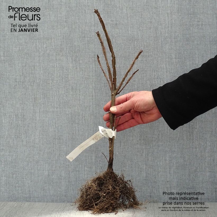 Exemplar von Euonymus alatus - Pfaffenhütchen Wurzelnackt wie im Winter geliefert