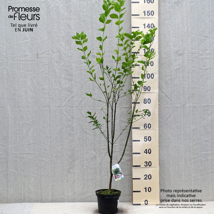 Exemplar von Pfaffenhütchen - Euonymus europaeus Topf mit 2L/3L wie im Sommer geliefert