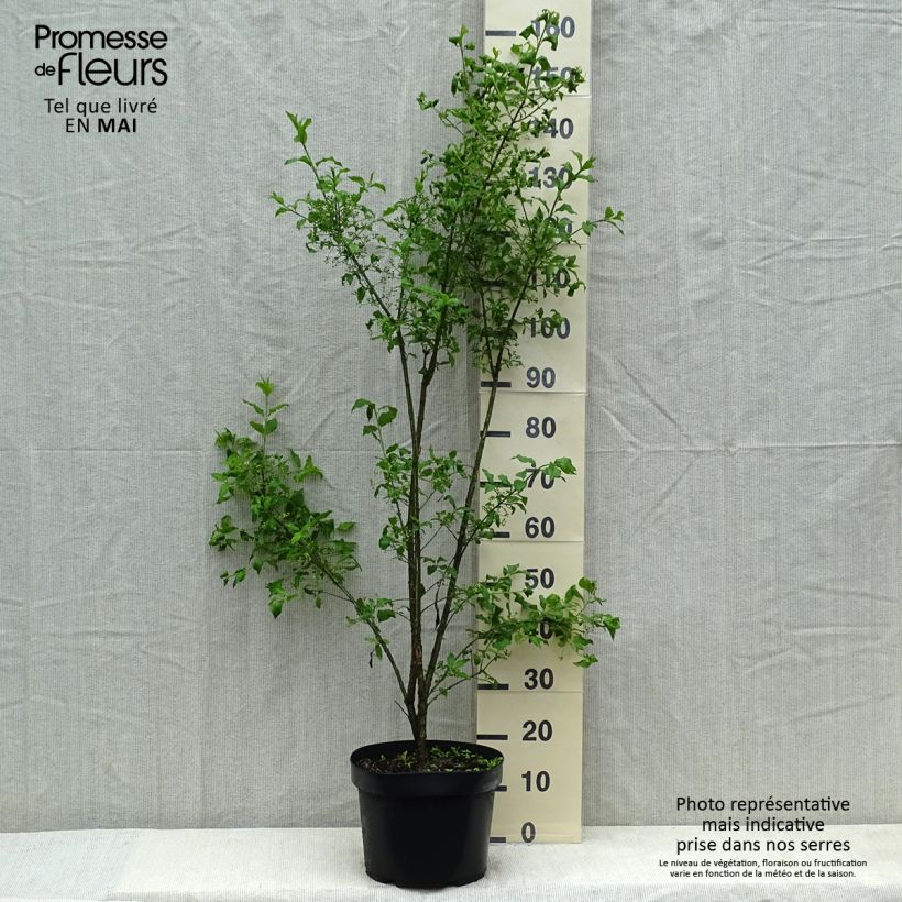 Exemplar von Pfaffenhütchen - Euonymus europaeus Topf mit 7,5L/10L wie im Sommer geliefert
