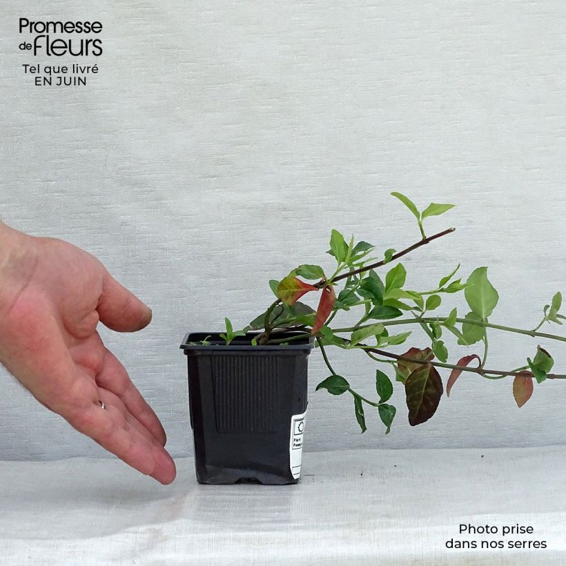 Exemplar von Spindelstrauch Coloratus - Euonymus fortunei Kleine Töpfe von 8/9 cm wie im Sommer geliefert