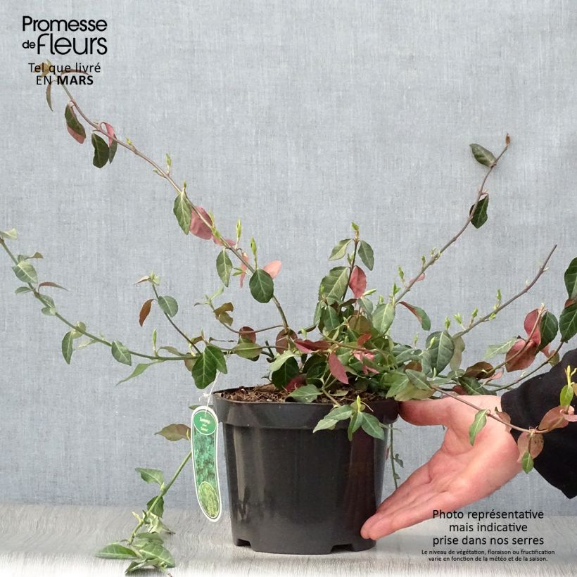 Exemplar von Spindelstrauch Coloratus - Euonymus fortunei Topf mit 2L/3L wie im Frühjahr geliefert