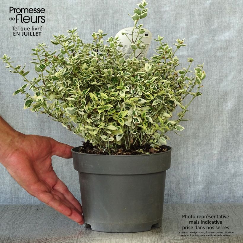 Exemplar von Spindelstrauch Dan's Delight - Euonymus fortunei Topf mit 2L/3L wie im Sommer geliefert