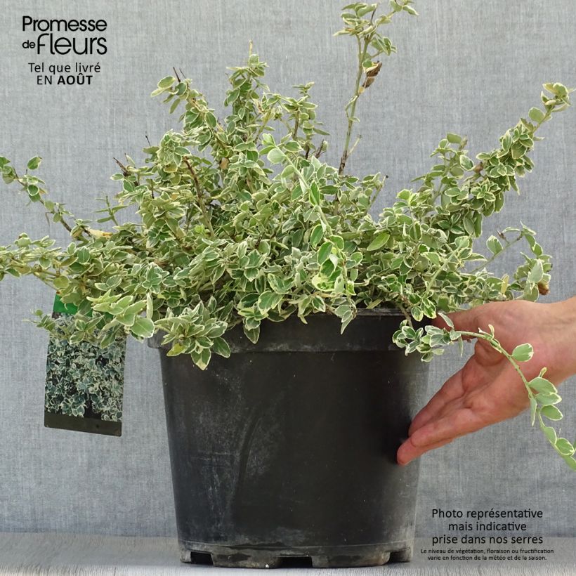 Exemplar von Spindelstrauch Emerald Gaiety - Euonymus fortunei Topf mit 7,5L/10L wie im Sommer geliefert