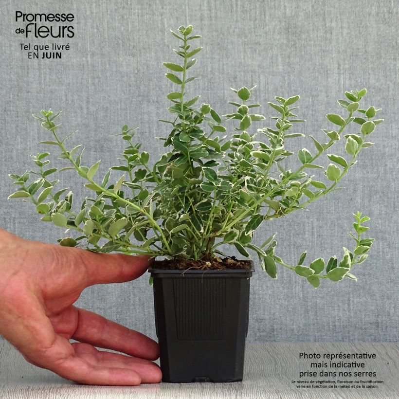 Exemplar von Spindelstrauch Emerald Gaiety - Euonymus fortunei Kleine Töpfe von 8/9 cm wie im Sommer geliefert