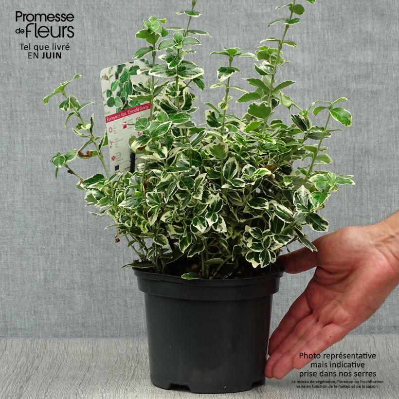 Exemplar von Spindelstrauch Emerald Gaiety - Euonymus fortunei Topf mit 2L/3L wie im Sommer geliefert