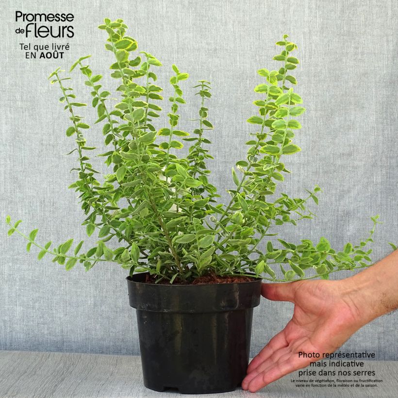 Exemplar von Spindelstrauch Emerald 'n gold - Euonymus fortunei Topf mit 2L/3L wie im Sommer geliefert
