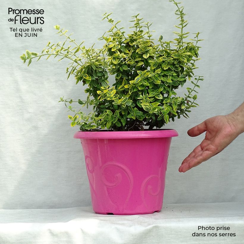 Exemplar von Spindelstrauch Emerald 'n gold - Euonymus fortunei Topf mit 4L/5L wie im Sommer geliefert