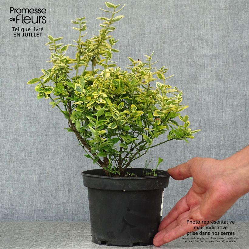 Exemplar von Spindelstrauch Emerald 'n gold - Euonymus fortunei Topf mit 1L/1,5L wie im Sommer geliefert
