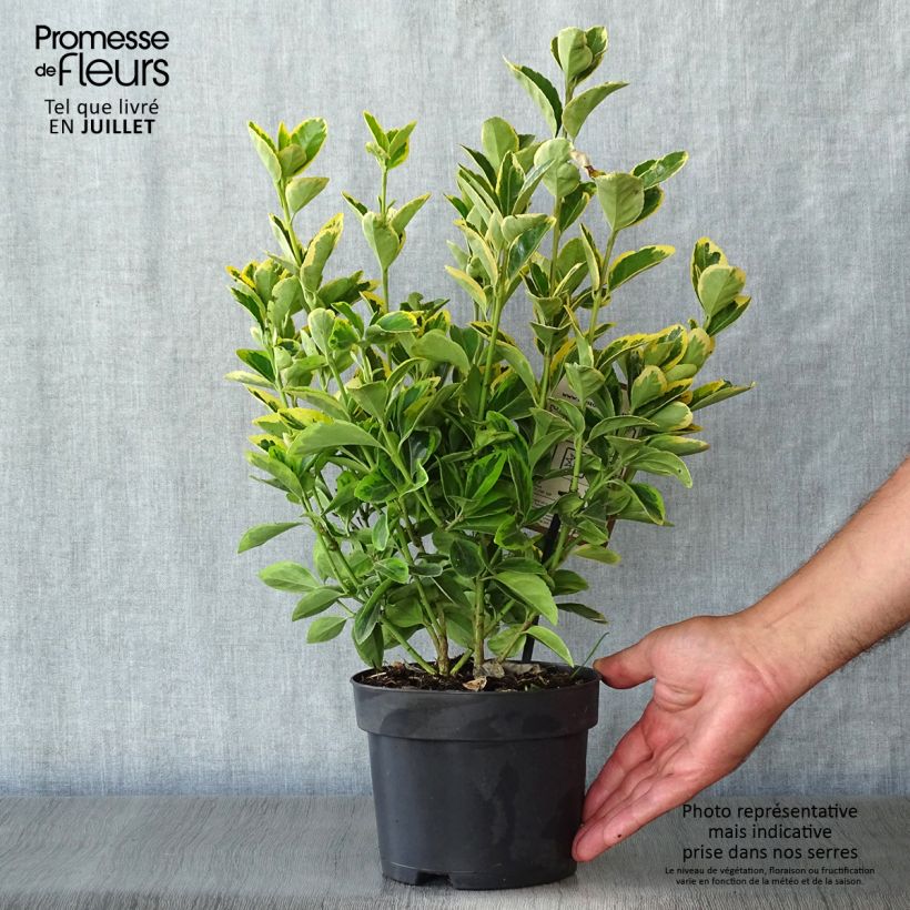 Exemplar von Japanischer Spindelstrauch Aureomarginatus - Euonymus japonicus Topf mit 2L/3L wie im Sommer geliefert