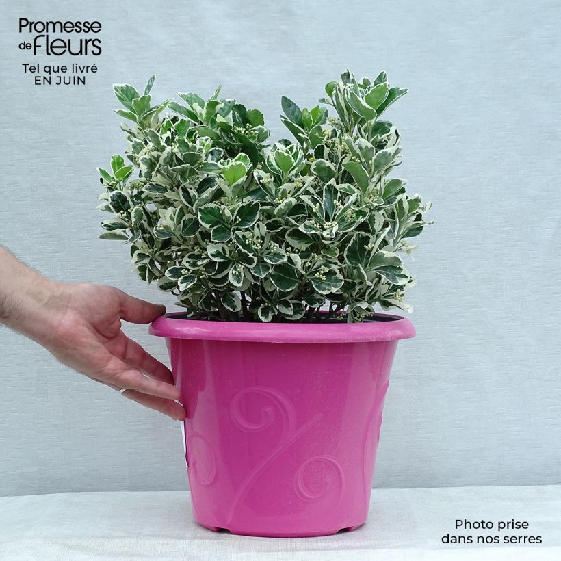 Exemplar von Japanischer Spindelstrauch Bravo - Euonymus japonicus Topf mit 7,5L/10L wie im Sommer geliefert