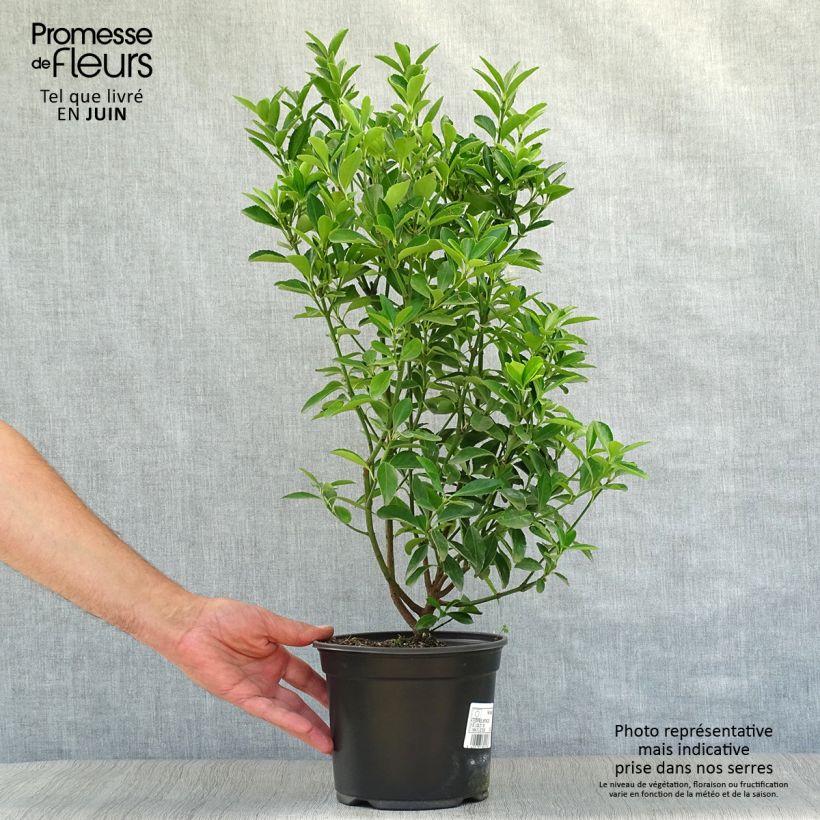 Exemplar von Japanischer Spindelstrauch - Euonymus japonicus Topf mit 2L/3L wie im Sommer geliefert