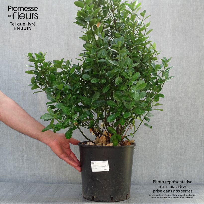 Exemplar von Japanischer Spindelstrauch - Euonymus japonicus Topf mit 7,5L/10L wie im Sommer geliefert