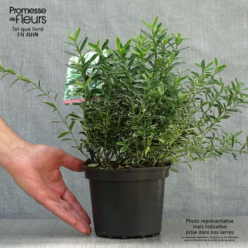 Exemplar von Japanischer Spindelstrauch Microphyllus Albovariegatus - Euonymus japonicus Topf mit 2L/3L wie im Sommer geliefert