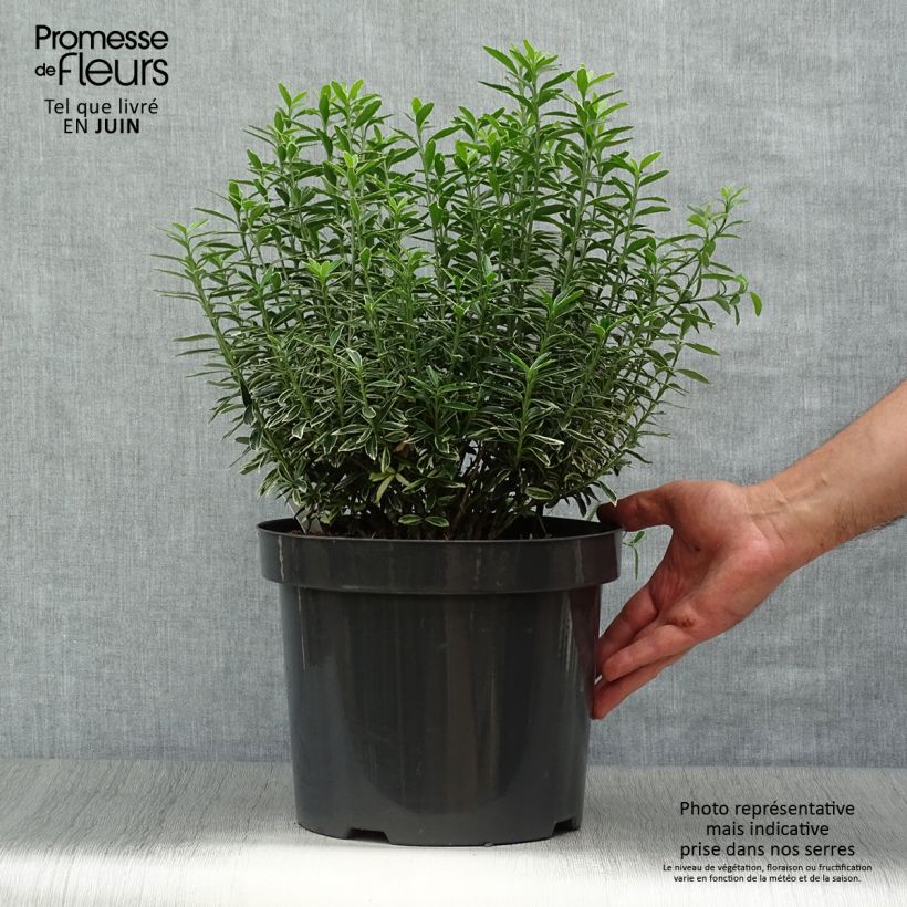 Exemplar von Japanischer Spindelstrauch Microphyllus Albovariegatus - Euonymus japonicus Topf mit 7,5L/10L wie im Sommer geliefert