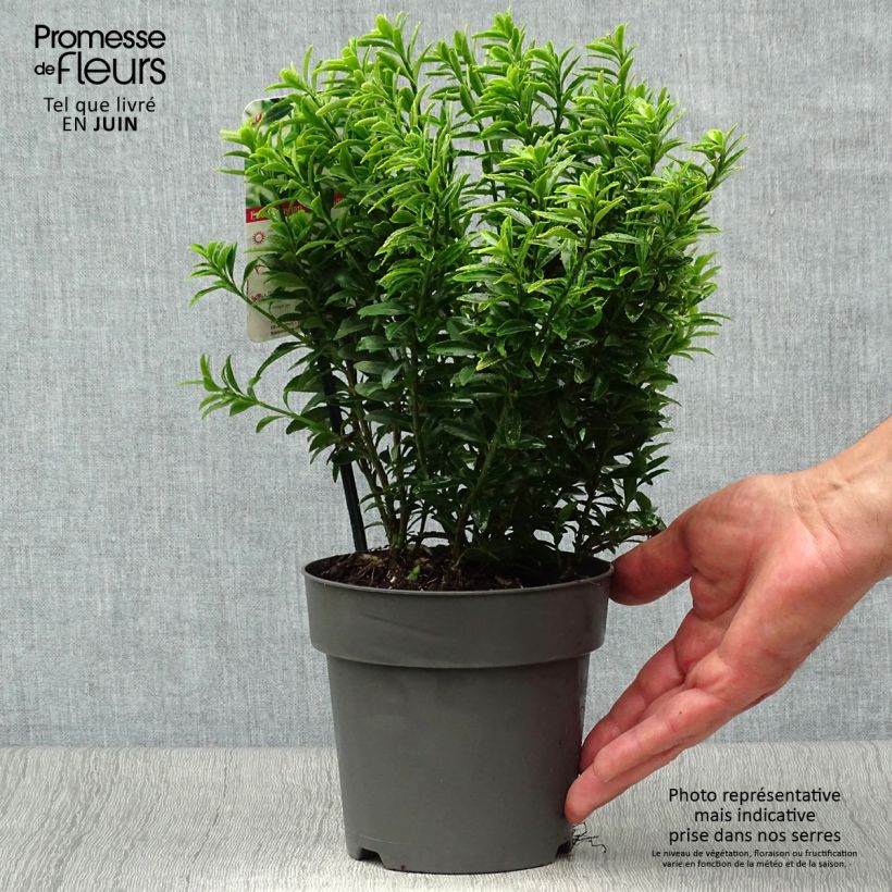 Exemplar von Japanischer Spindelstrauch Microphyllus Aureovariegatus - Euonymus japonicus Topf mit 2L/3L wie im Sommer geliefert