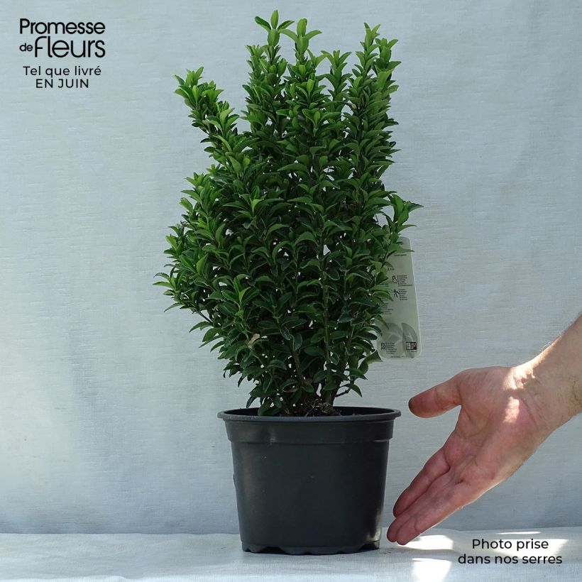 Exemplar von Japanischer Spindelstrauch Microphyllus - Euonymus japonicus Topf mit 2L/3L wie im Sommer geliefert