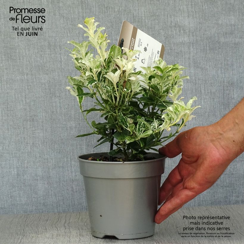 Exemplar von Japanischer Spindelstrauch Pierrolino - Euonymus japonicus Topf mit 1,5L/2L wie im Sommer geliefert