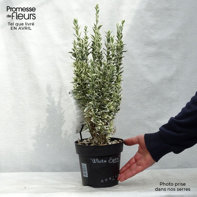 Exemplar von Japanischer Spindelstrauch White Spire - Euonymus japonicus Topf mit 2L/3LGelieferte Höhe ca. 25/30cm wie im Frühjahr geliefert