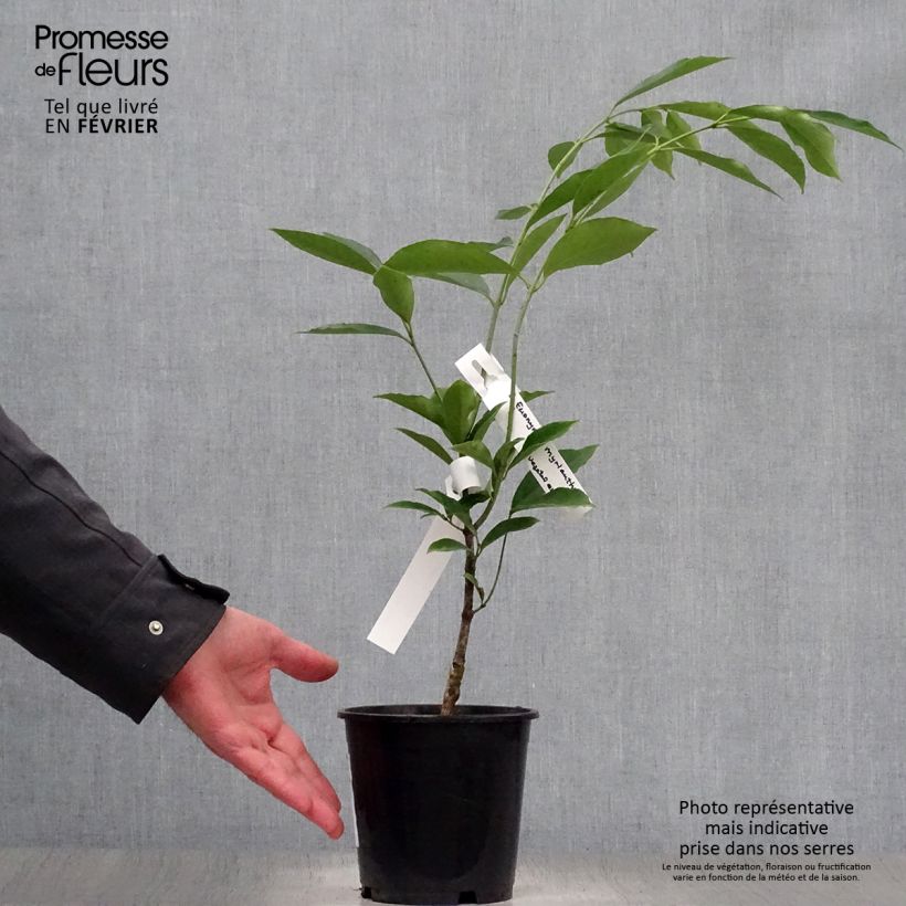Exemplar von Euonymus myrianthus - Pfaffenhütchen Topf mit 2L/3L wie im Winter geliefert