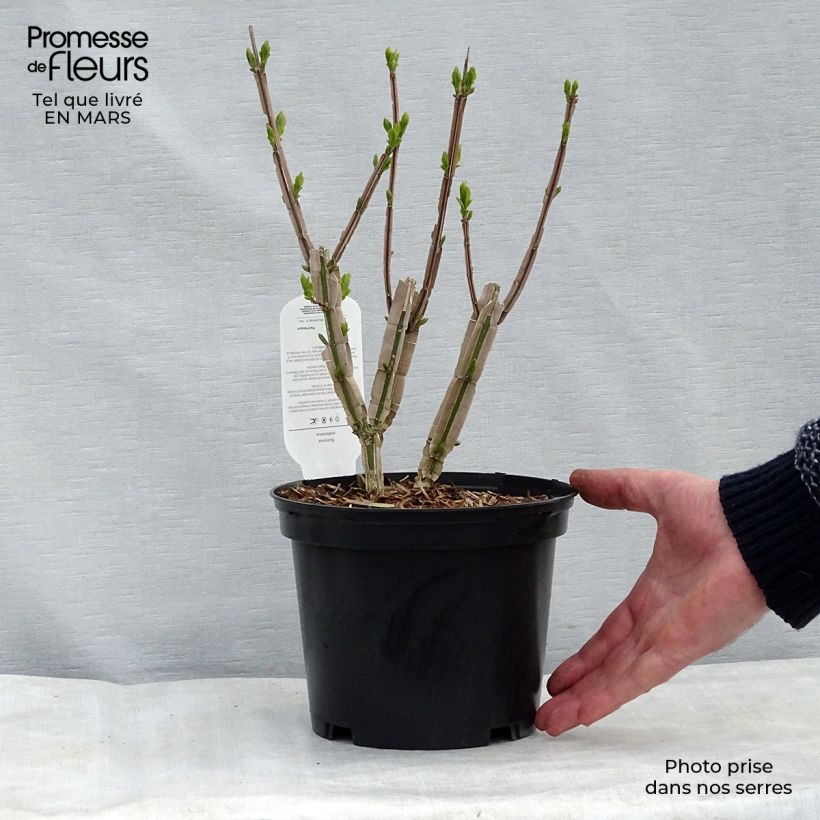 Exemplar von Euonymus phellomanus - Pfaffenhütchen Topf mit 2L/3L wie im Winter geliefert