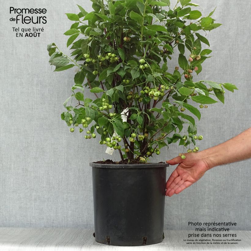Exemplar von Euonymus planipes - Pfaffenhütchen Topf mit 12L/15L wie im Sommer geliefert