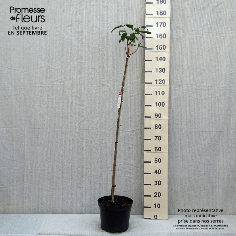 Exemplar von Euonymus planipes - Pfaffenhütchen Topf mit 7,5L/10L wie im Sommer geliefert