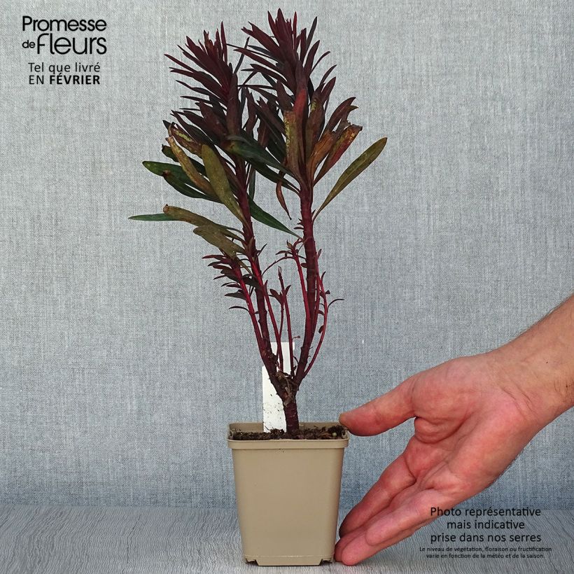 Exemplar von Euphorbia characias Black Bird - Palisaden-Wolfsmilch Kleine Töpfe von 8/9 cm wie im Herbst geliefert