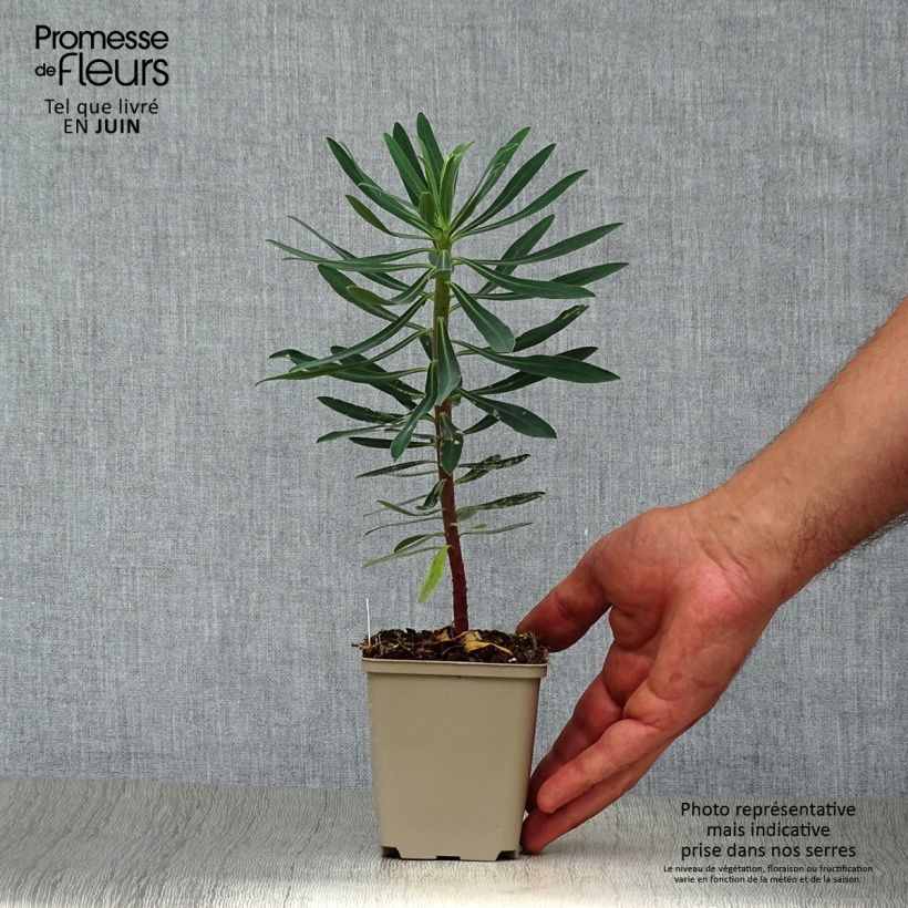 Exemplar von Euphorbia characias Black Pearl - Palisaden-Wolfsmilch Kleine Töpfe von 8/9 cm wie im Sommer geliefert