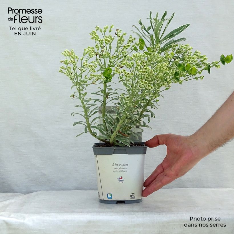Exemplar von Euphorbia characias Glacier Blue - Palisaden-Wolfsmilch Topf mit 1,5L/2L wie im Sommer geliefert