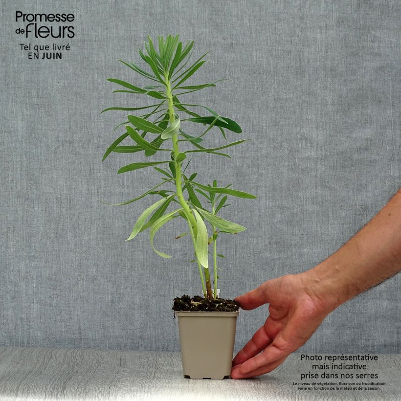 Exemplar von Euphorbia characias Humpty Dumpty - Palisaden-Wolfsmilch Kleine Töpfe von 8/9 cm wie im Sommer geliefert