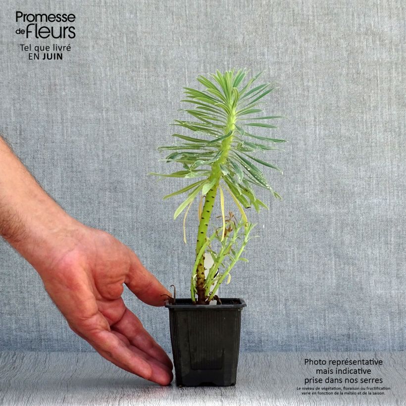 Exemplar von Euphorbia characias ssp. wulfenii - Palisaden-Wolfsmilch Kleine Töpfe von 8/9 cm wie im Sommer geliefert