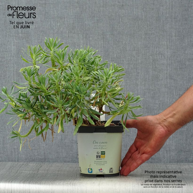 Exemplar von Euphorbia characias ssp. wulfenii - Palisaden-Wolfsmilch Topf mit 2L/3L wie im Sommer geliefert