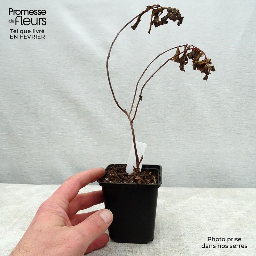 Exemplar von Euphorbia cornigera Goldener Turm - Horn-Wolfsmilch Kleine Töpfe von 8/9 cm wie im Winter geliefert