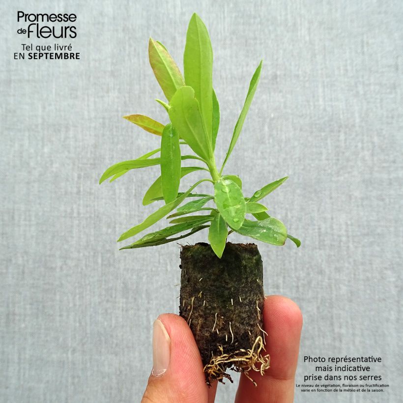 Exemplar von Euphorbia amygdaloïdes Medea - Wolfsmilch Mini-Plug Ø 3/4 cm wie im Herbst geliefert