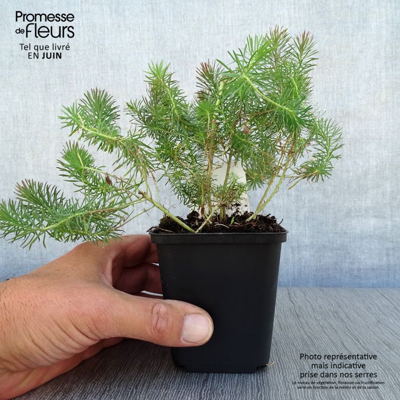 Exemplar von Euphorbia cyparissias Clarice Howard - Zypressen-Wolfsmilch Kleine Töpfe von 8/9 cm wie im Sommer geliefert