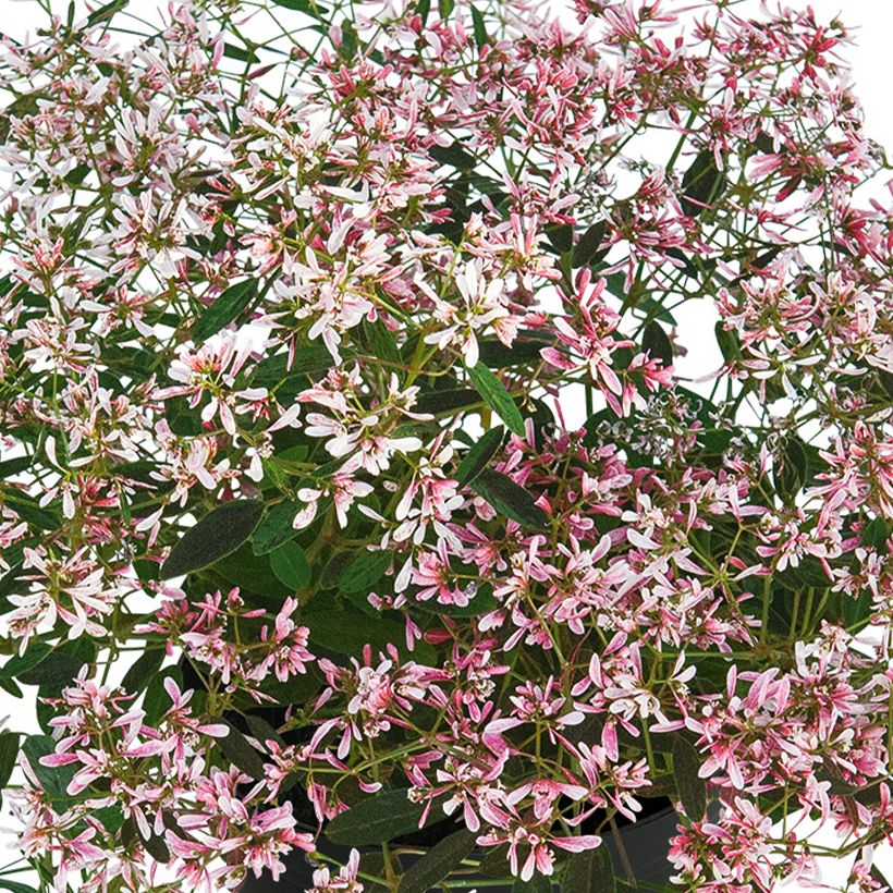 Euphorbe hypericifolia Shades in Pink - Wolfsmilch (Blüte)