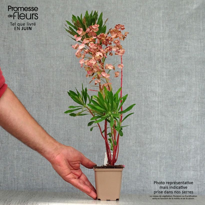 Exemplar von Euphorbia martinii - Busch-Wolfsmilch Kleine Töpfe von 8/9 cm wie im Sommer geliefert