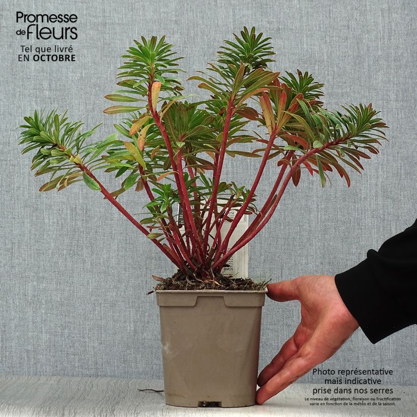 Exemplar von Euphorbia martinii - Busch-Wolfsmilch Topf mit 2L/3L wie im Herbst geliefert