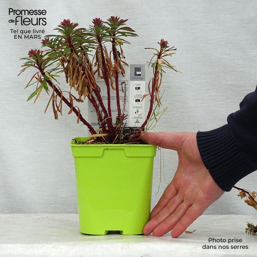 Exemplar von Euphorbia martinii - Busch-Wolfsmilch Topf mit 2L/3L wie im Frühjahr geliefert