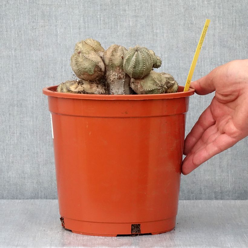 Exemplar von Euphorbia globosa - Euphorbe globuleuse - Pot de 4L/5L wie im Frühjahr geliefert
