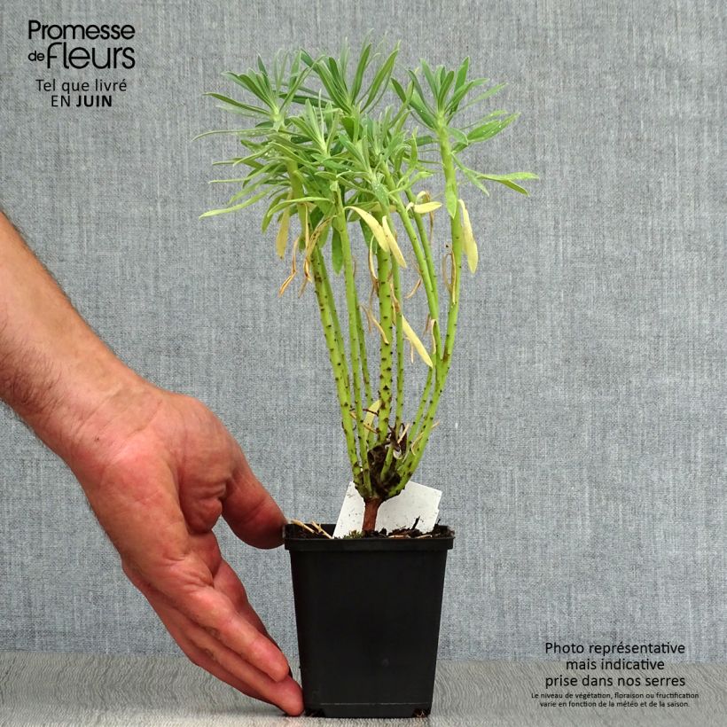 Exemplar von Euphorbia characias - Palisaden-Wolfsmilch Kleine Töpfe von 8/9 cm wie im Sommer geliefert